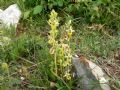 Ophrys lacaitae